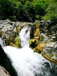 Scenic view of waterfall in forest