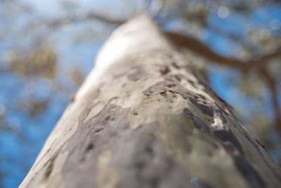 Low angle view of tree trunk