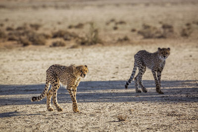 Full length of a cat walking