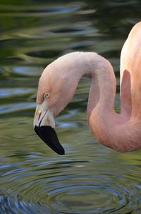 Close-up of flamingo drinking water in lake