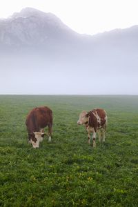 Cows grazing in a field