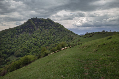 Scenic view of landscape against sky