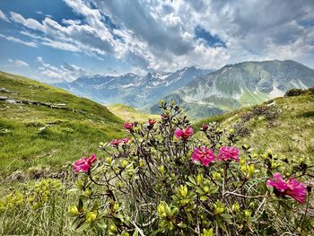 Scenic view of pink flowering plants against sky