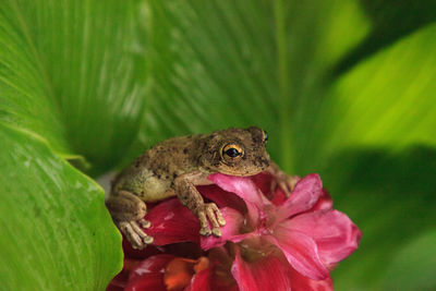 Perched on a jewel of burma ginger flower is a pinewoods treefrog hyla femoralis in naples, florida