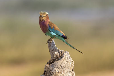 Lilac breasted roller