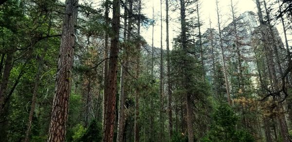 Pine trees in forest