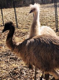 View of a bird on field