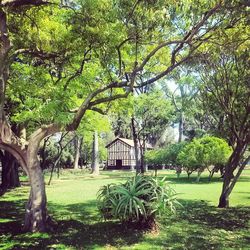 Trees growing in park