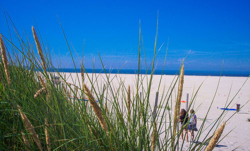 Plants growing on beach against blue sky