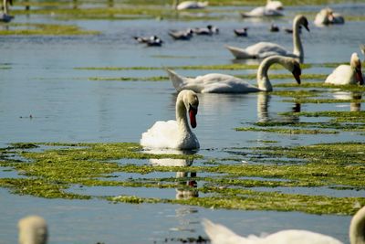 Swans swimming in lake