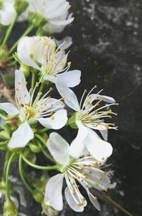 Close-up of white flowers blooming outdoors