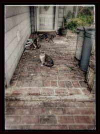 Cat looking away