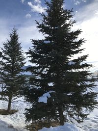 Pine tree in winter