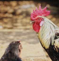 Close-up of rooster