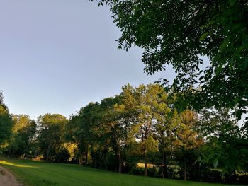 Trees on landscape against clear sky