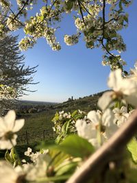 Cherry blossoms in spring against clear sky