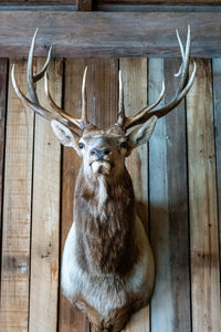 animal