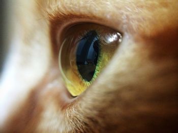 Extreme close up of eye