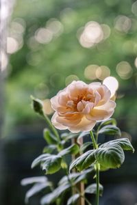 Close-up of white rose