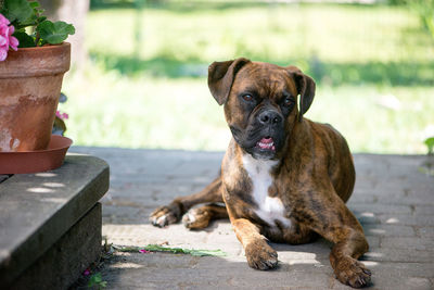A beautiful boxer dog