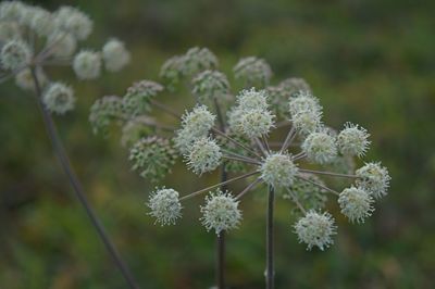 Close-up of white flowering plant on field