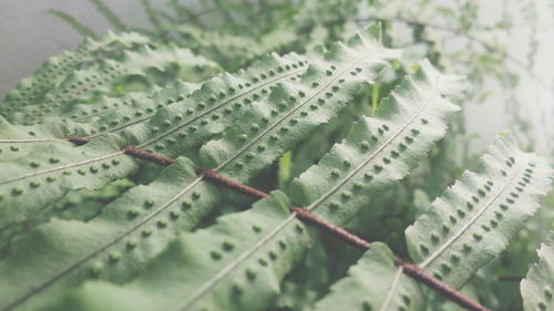 Close-up of fresh green leaf