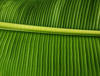 Full frame shot of a palm leaf