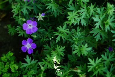 Close-up of purple flowering plants