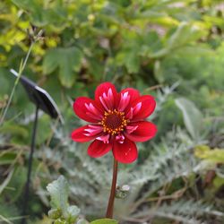 Close-up of red flower