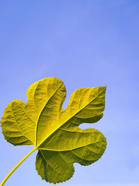 Fresh mulberry green leaf on blue background