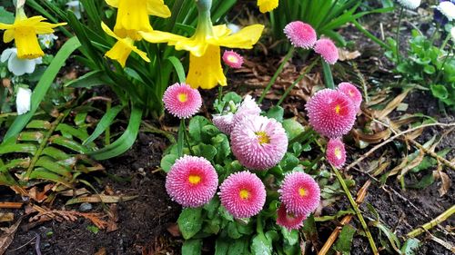 High angle view of flowers blooming on field