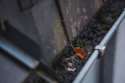 High angle view of insect on wall