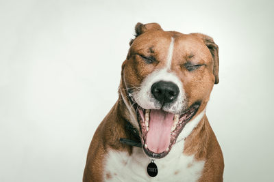 Close-up of dog against white background