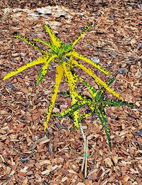 Close-up of plant