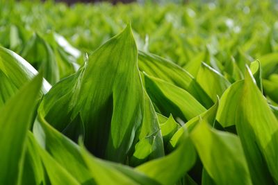 Close-up of fresh green plant