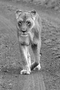 Strong lioness in black and white