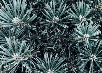 Full frame shot of succulent plant