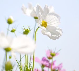 Close-up of white cosmos flowers