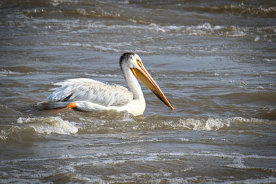 An american white pelican swims in white water