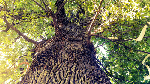 Low angle view of tree