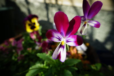 Close-up of pink flowering plant