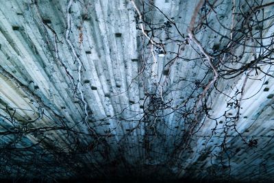 Low angle view of bare trees