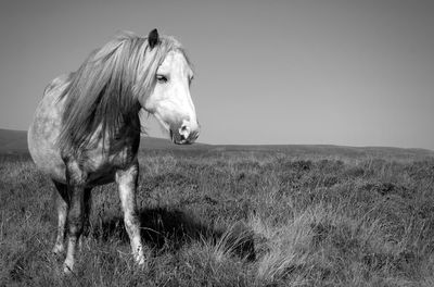 Horse standing in a field