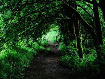 Dirt road amidst trees in forest