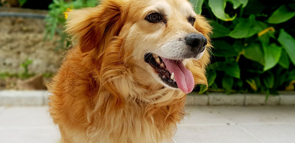 Close-up of a dog