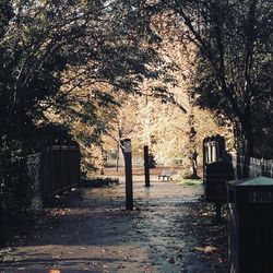 Trees in park