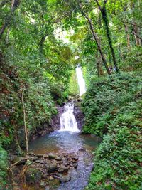 Scenic view of waterfall in forest