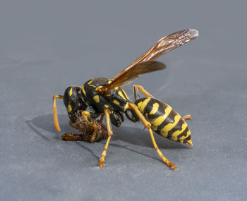 wasp