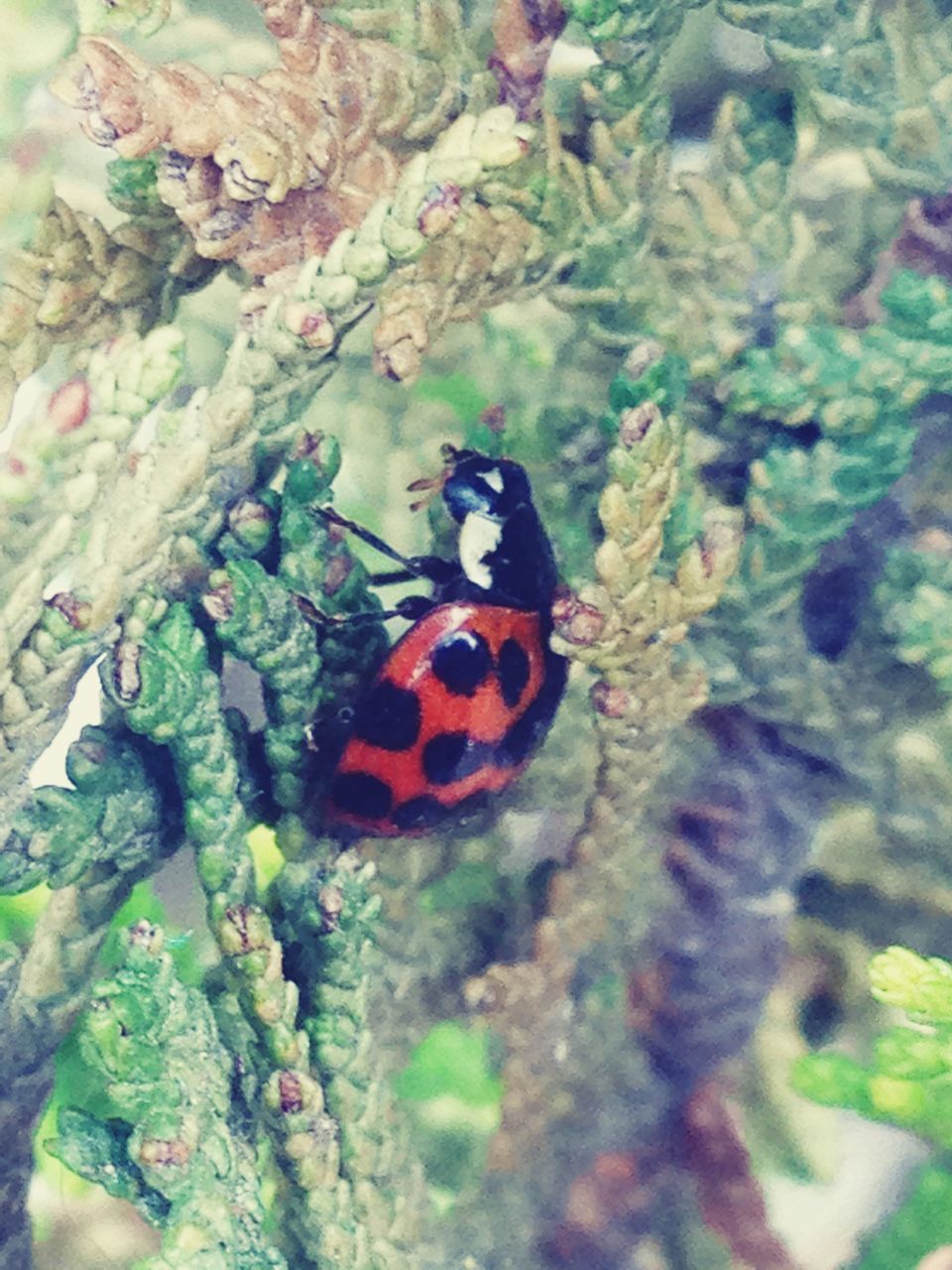 animal themes, one animal, animals in the wild, wildlife, insect, close-up, animal markings, nature, focus on foreground, red, beauty in nature, selective focus, ladybug, spotted, zoology, perching, natural pattern, outdoors, butterfly - insect, day