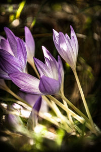 Close-up of purple flowers